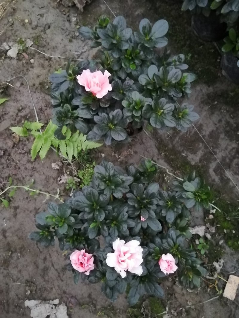 小桃红比利时杜鹃基地现货