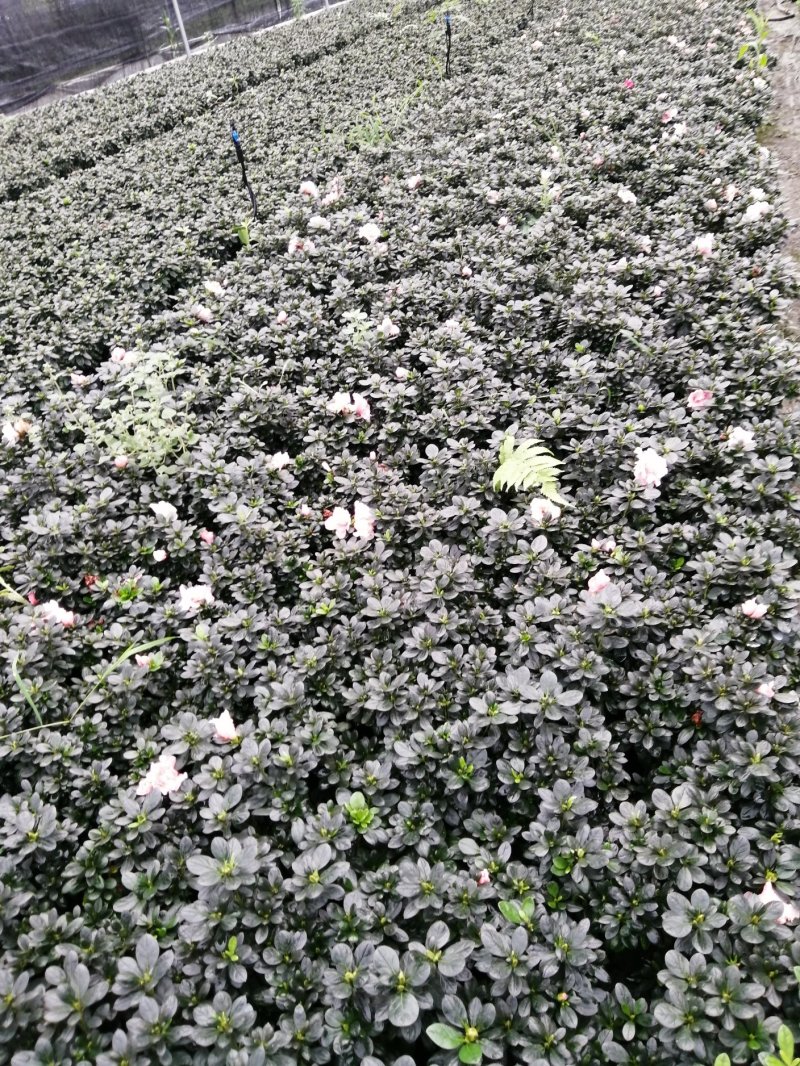 小桃红比利时杜鹃基地现货