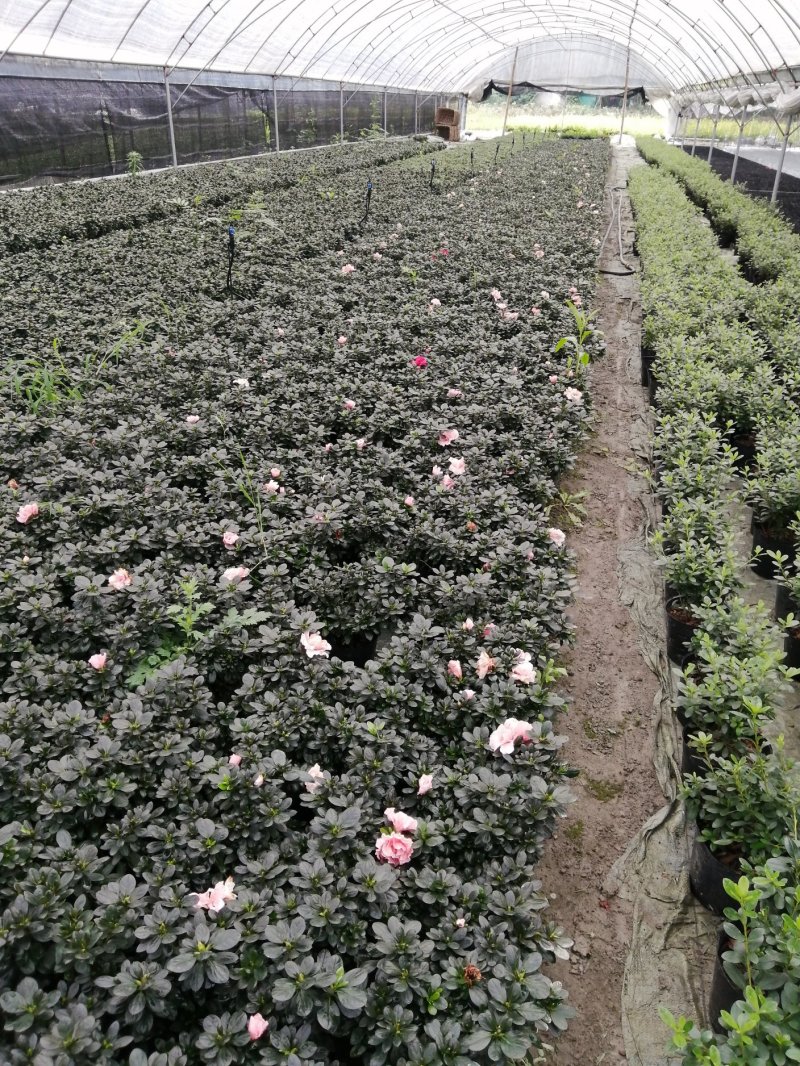 小桃红比利时杜鹃基地现货