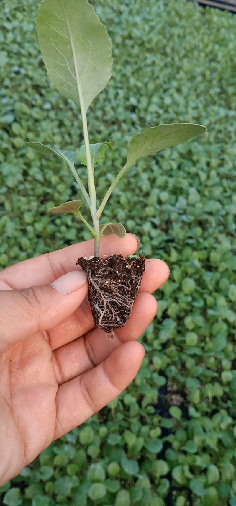 山东菜花苗，越冬菜花苗，白玉矮脚88，抗寒，腿短，青梗