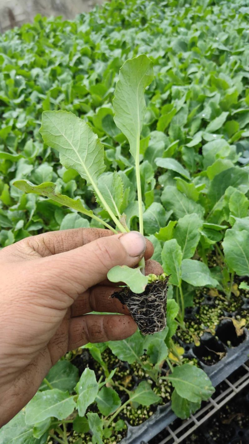 山东菜花苗，越冬菜花苗，白玉矮脚88，抗寒，腿短，青梗