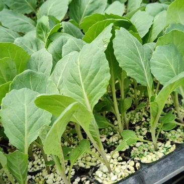 山东菜花苗，越冬菜花苗，白玉矮脚88，抗寒，腿短，青梗