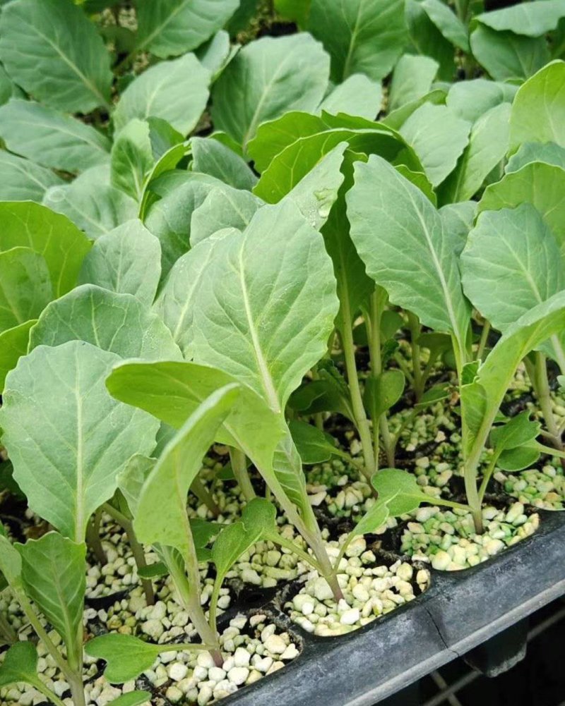 山东菜花苗，越冬菜花苗，白玉矮脚88，抗寒，腿短，青梗