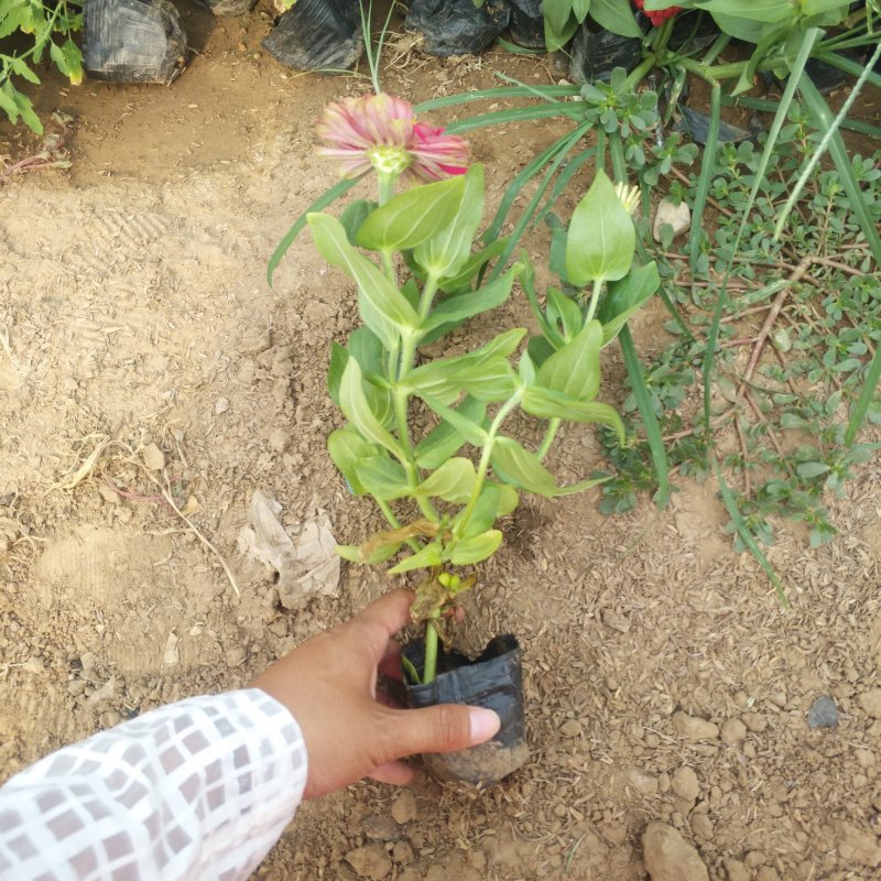 百日草营养杯苗，绿化开花植物袋苗