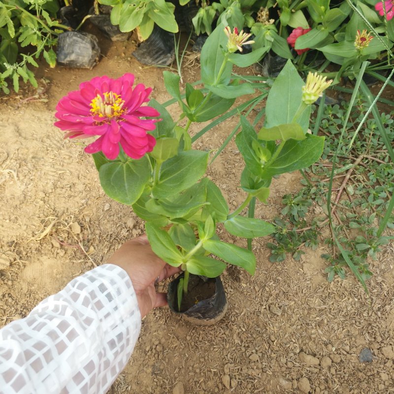 百日草营养杯苗，绿化开花植物袋苗