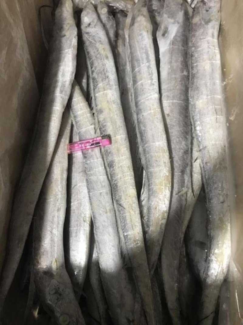 带鱼5-6两一箱30条左右