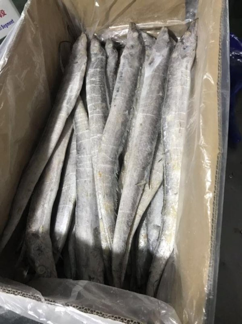 带鱼5-6两一箱30条左右