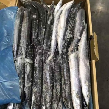 带鱼5-6两一箱30条左右