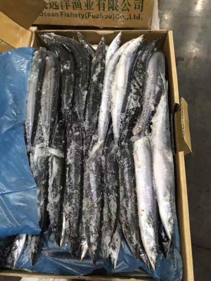 带鱼5-6两一箱30条左右