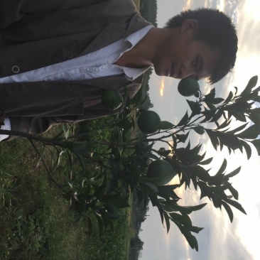 杂柑苗，耙耙柑苗，春见苗，爱媛苗，沃柑苗，丑柑苗