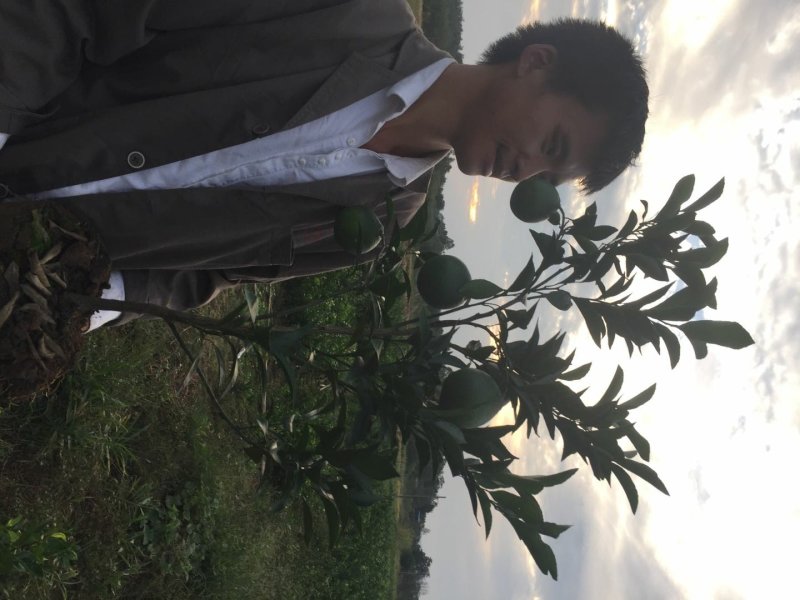 杂柑苗，耙耙柑苗，春见苗，爱媛苗，沃柑苗，丑柑苗