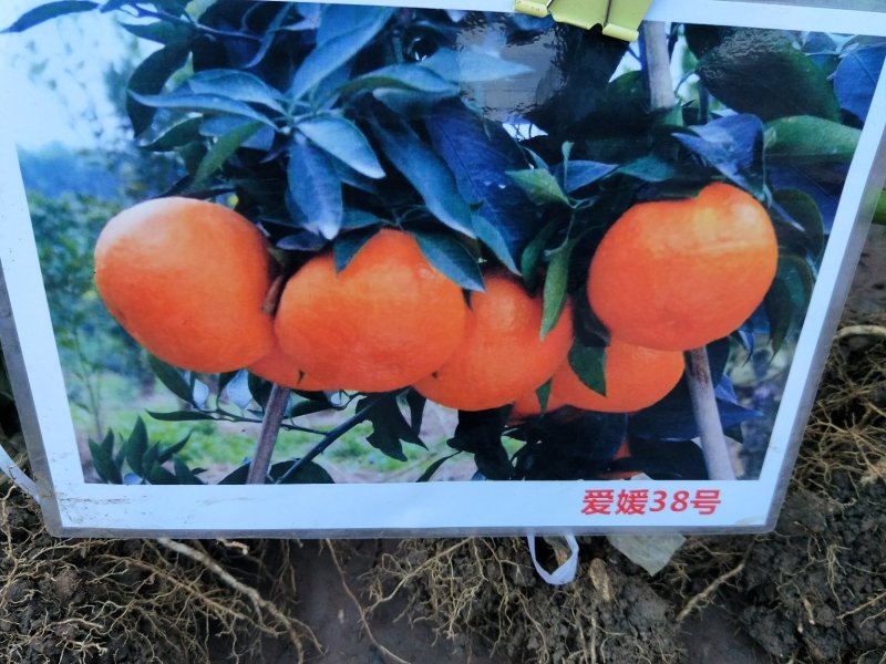 杂柑苗，耙耙柑苗，春见苗，爱媛苗，沃柑苗，丑柑苗