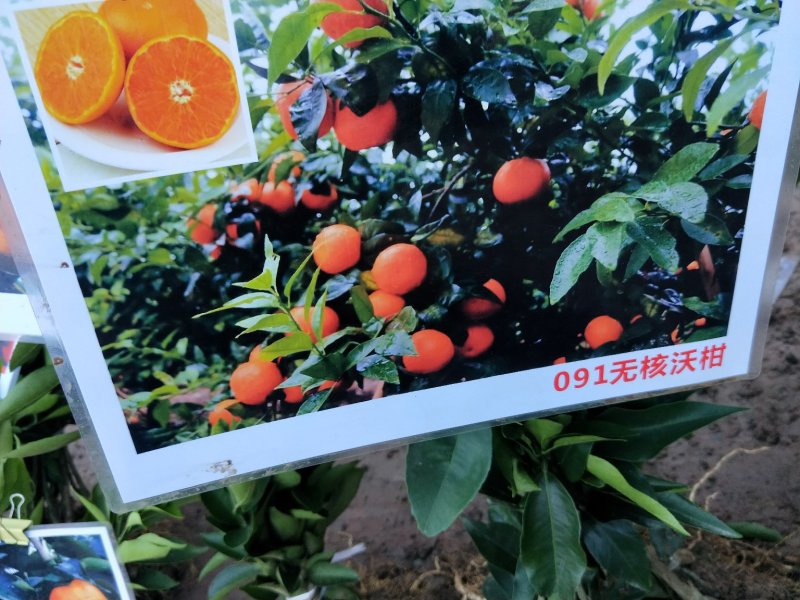 杂柑苗，耙耙柑苗，春见苗，爱媛苗，沃柑苗，丑柑苗