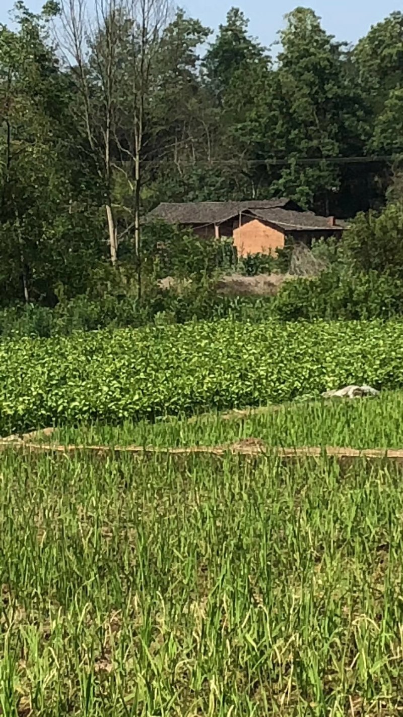 杂柑苗，耙耙柑苗，春见苗，爱媛苗，沃柑苗，丑柑苗