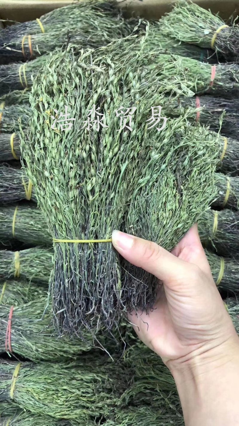 独脚金云南干货250克起包邮