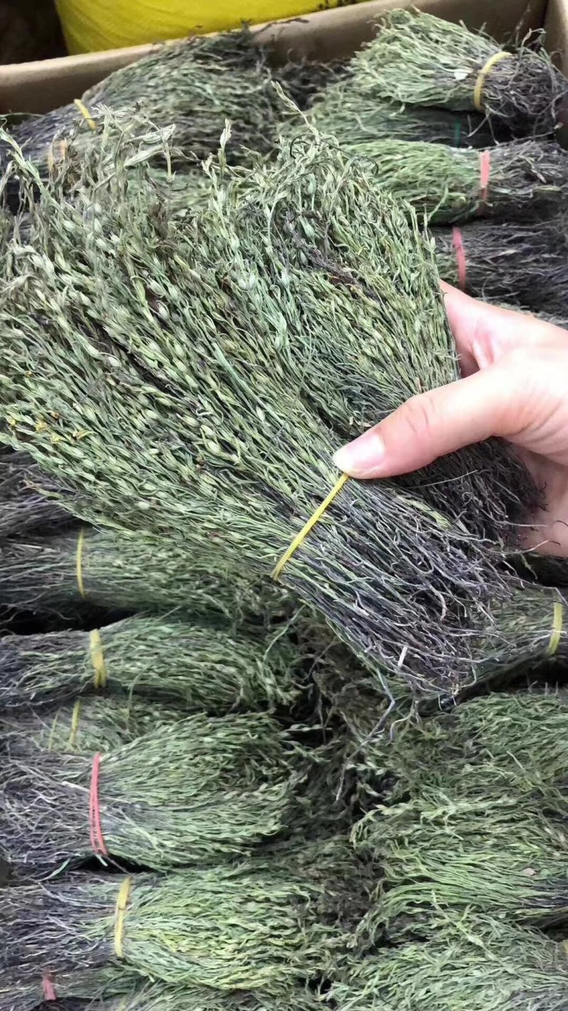 独脚金云南干货250克起包邮