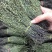 独脚金云南干货250克起包邮