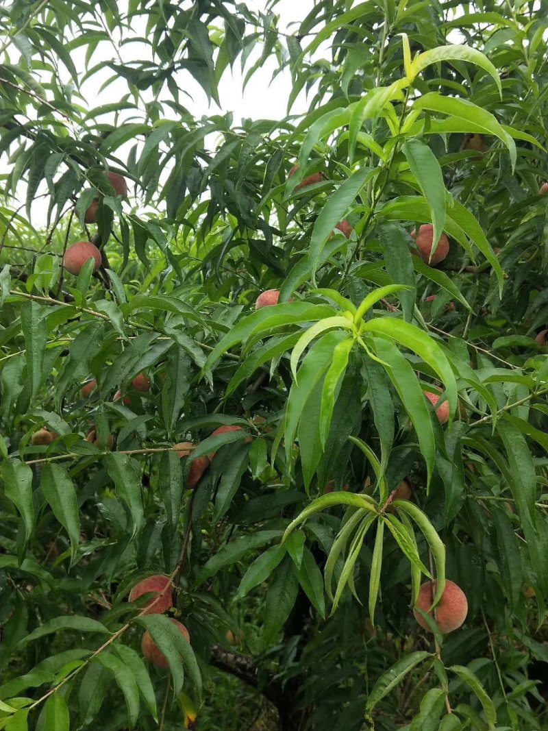血桃大量上市，有需要的老板联系我