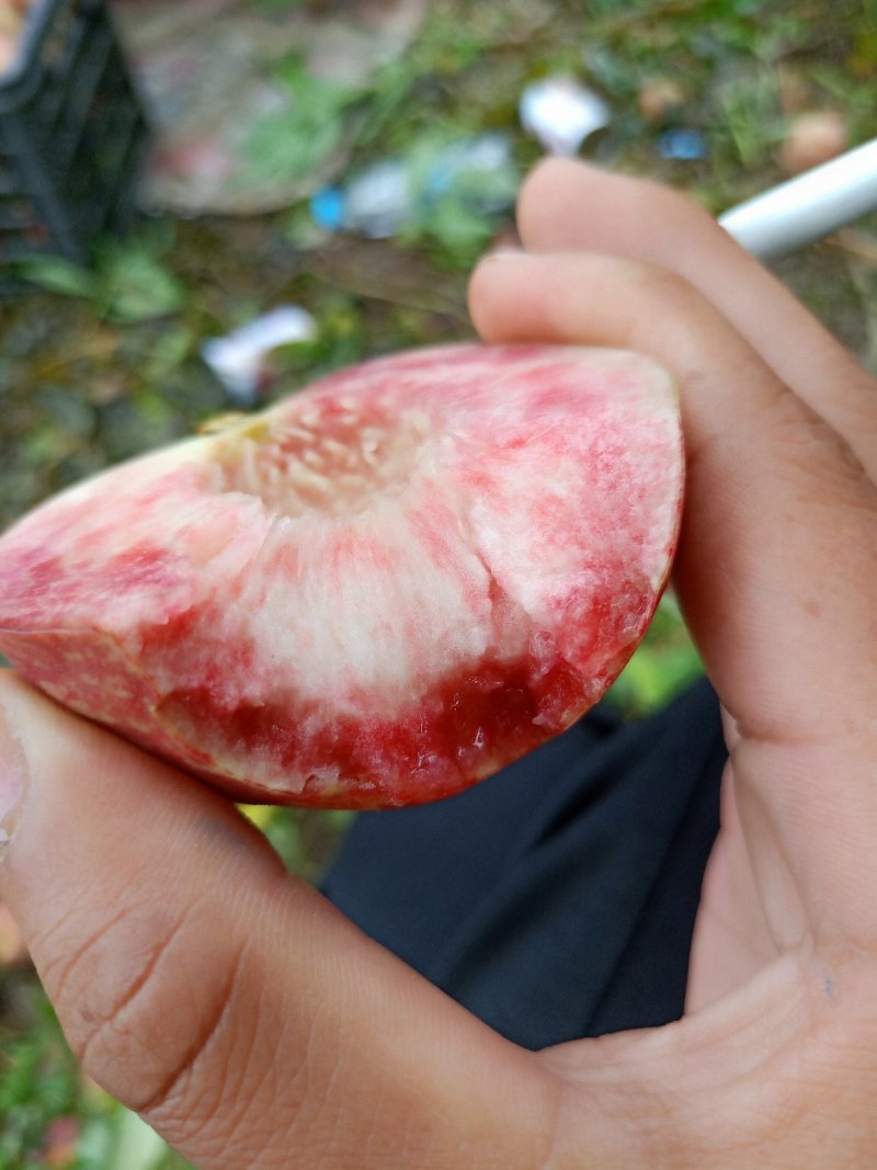 贵州毛桃，血丝桃即将上市，欢迎咨询