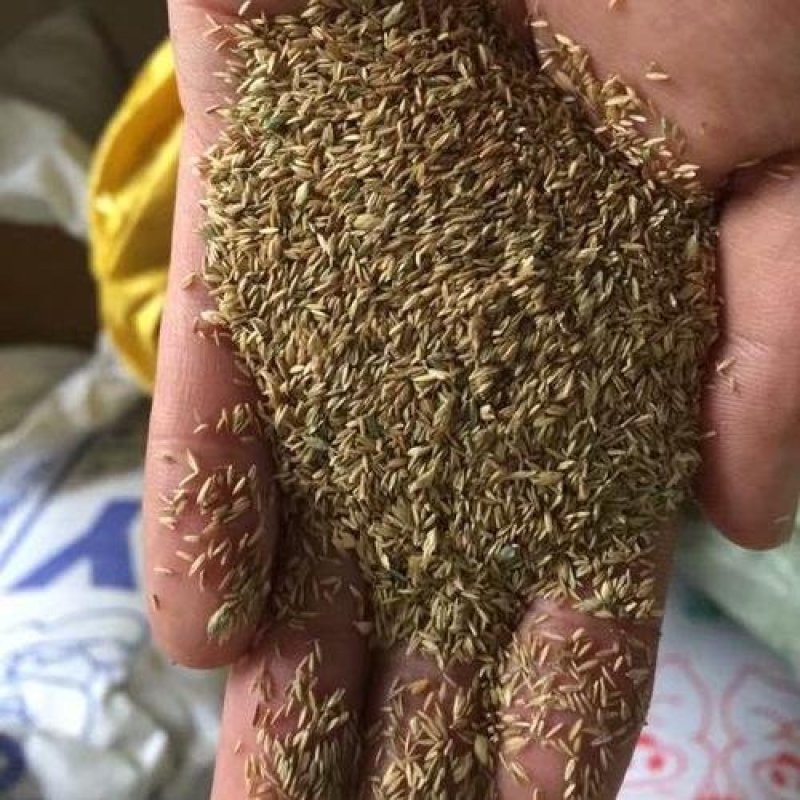 早熟禾种子