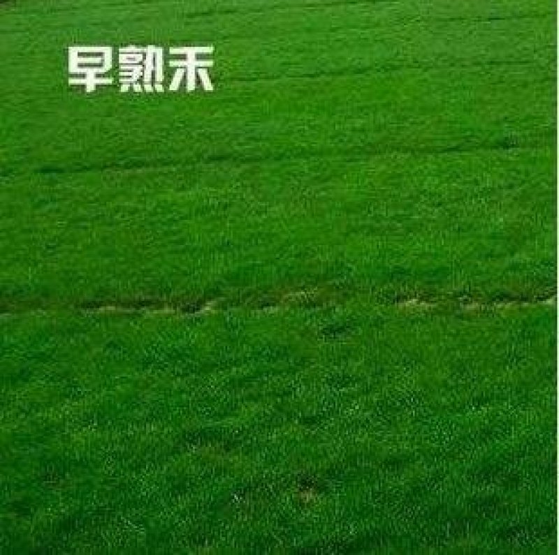早熟禾种子