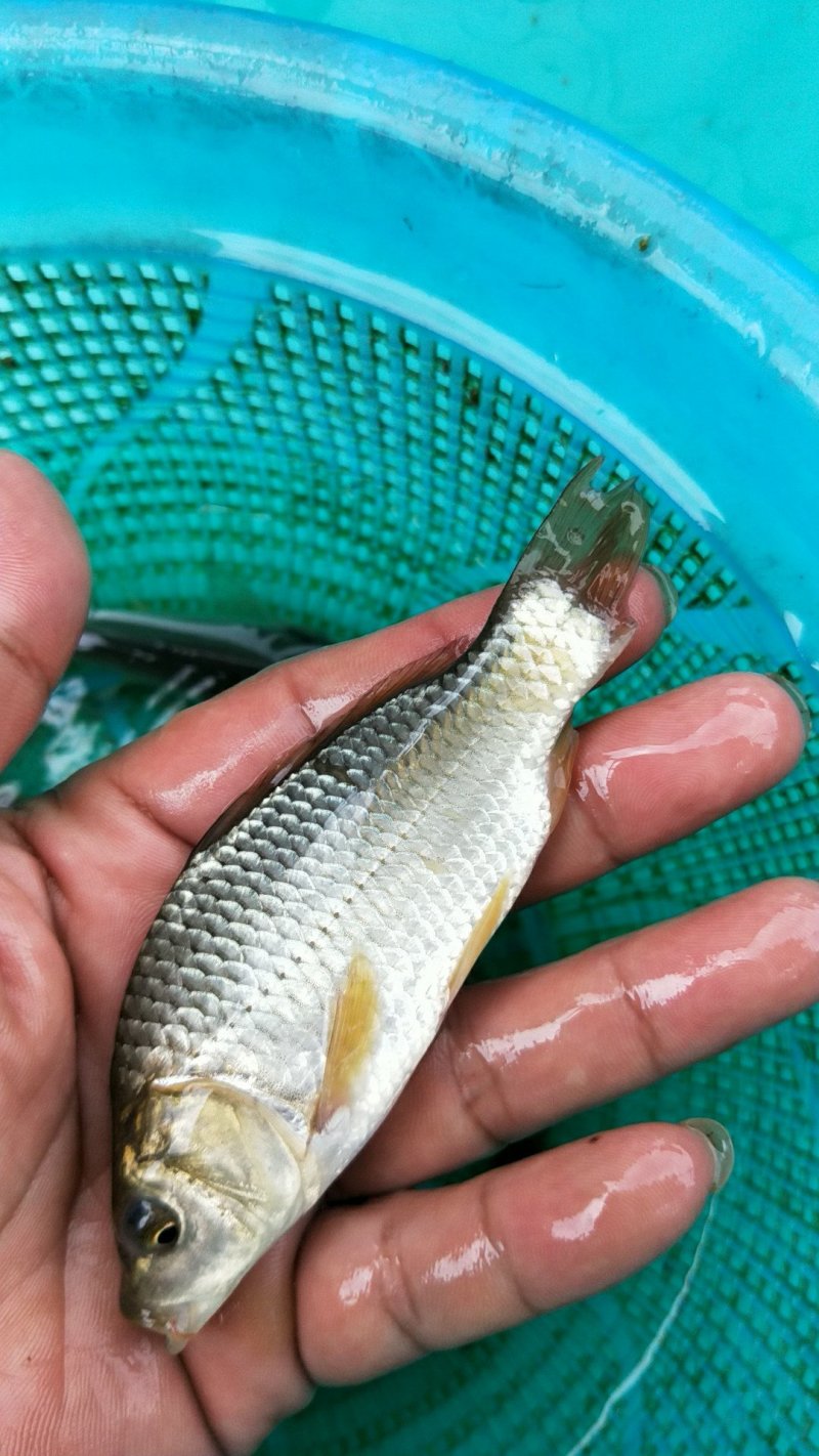 鲤鱼1斤15只欢迎订购