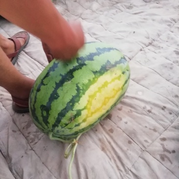 忻州西瓜大量上市质量好量大优惠