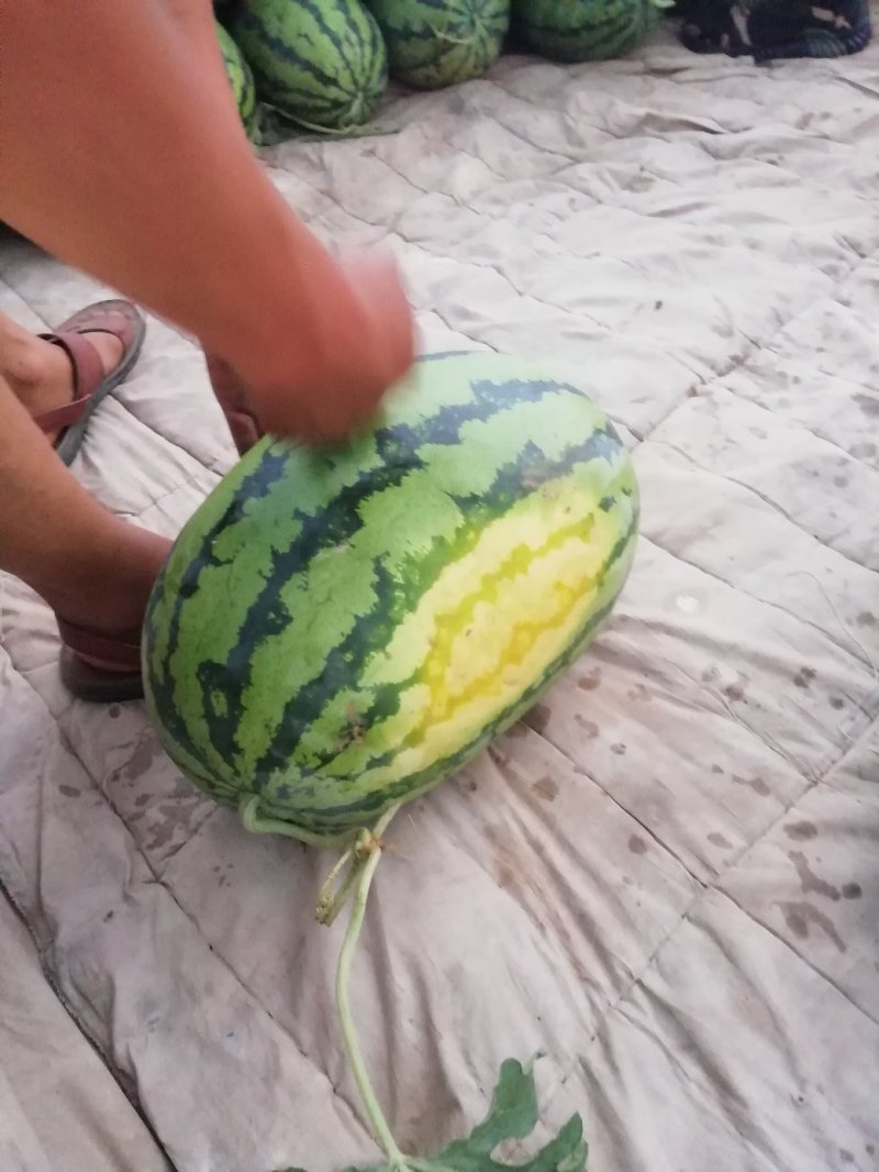 忻州西瓜大量上市质量好量大优惠