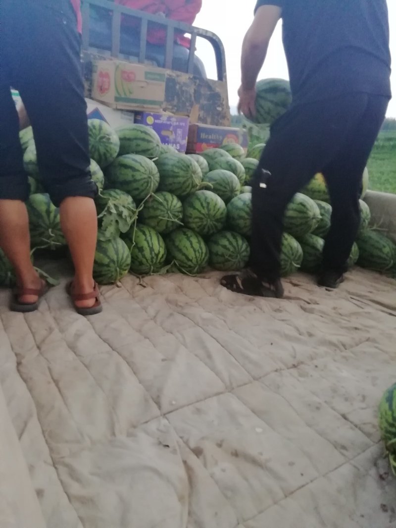 忻州西瓜大量上市质量好量大优惠
