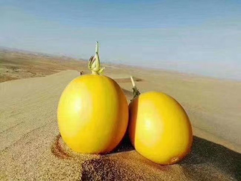 【翼鹏菜业】民勤蜜瓜全国供应，支持一件代发，保质保量