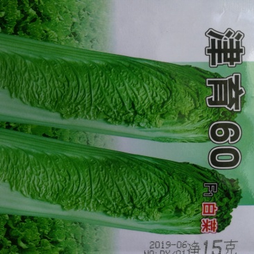 青麻叶白菜种子青口白白菜种子