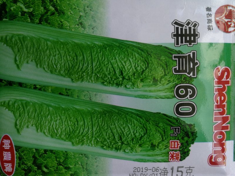 青麻叶白菜种子青口白白菜种子