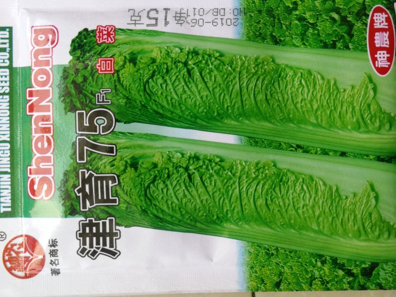 青麻叶白菜种子青口白白菜种子