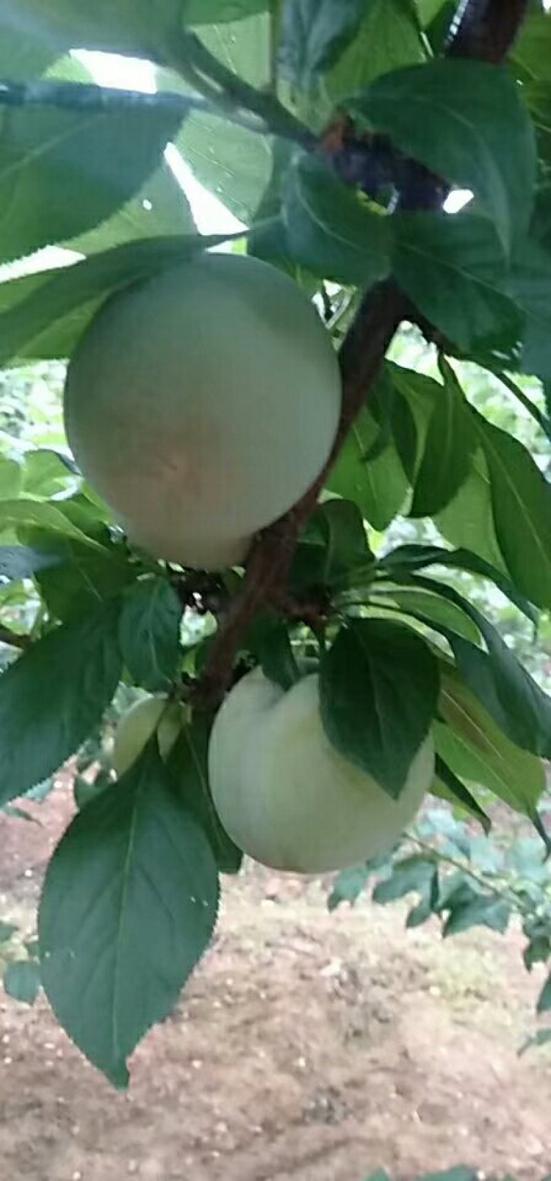 芙蓉李，红心李，口感佳，货量足！