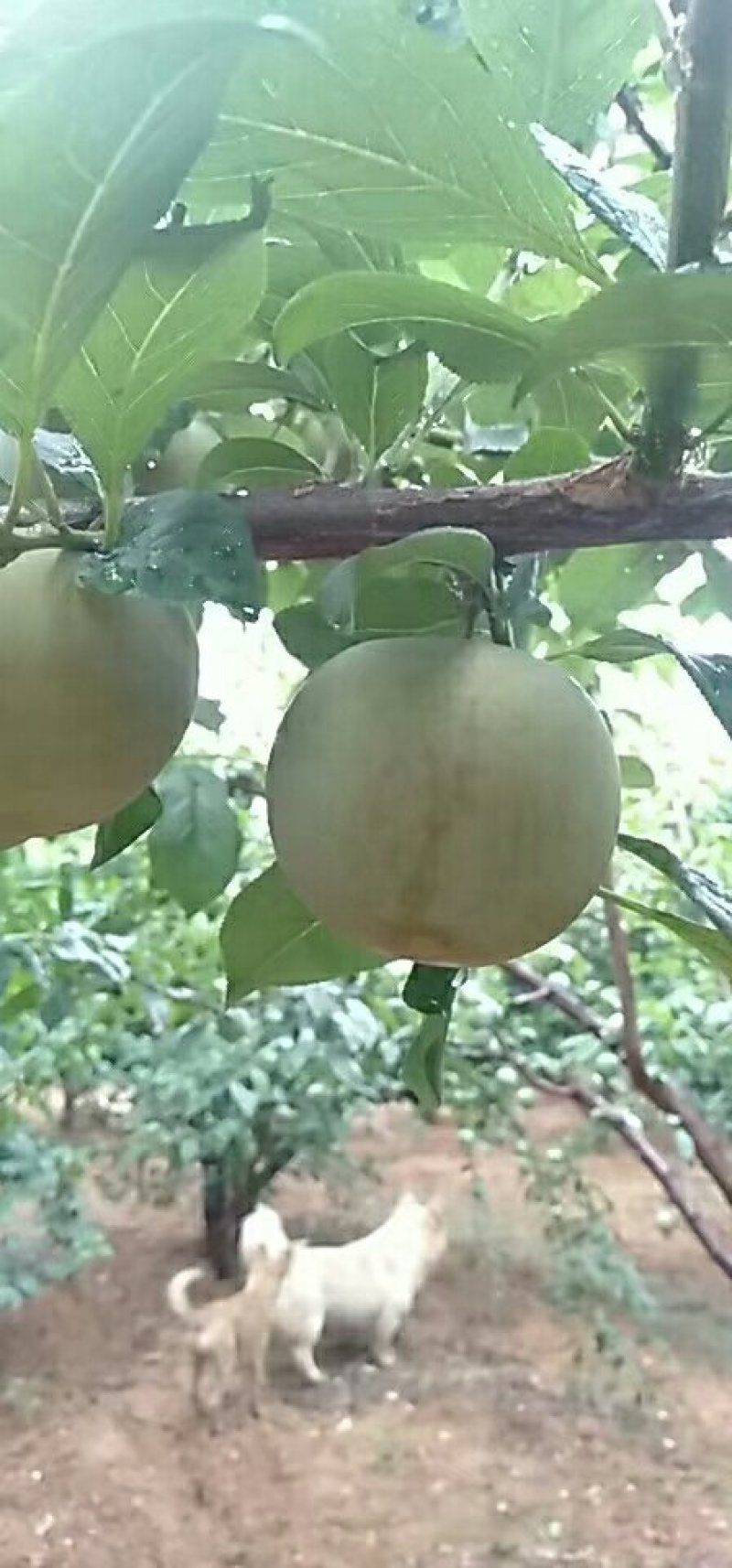 芙蓉李，红心李，口感佳，货量足！