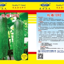 黄瓜种子牛商推荐量大从优