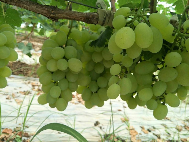青提葡萄价格青提葡萄基地青提葡萄行情