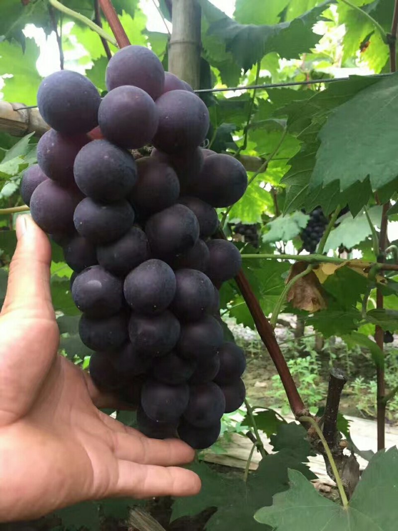 青提葡萄价格青提葡萄基地青提葡萄行情
