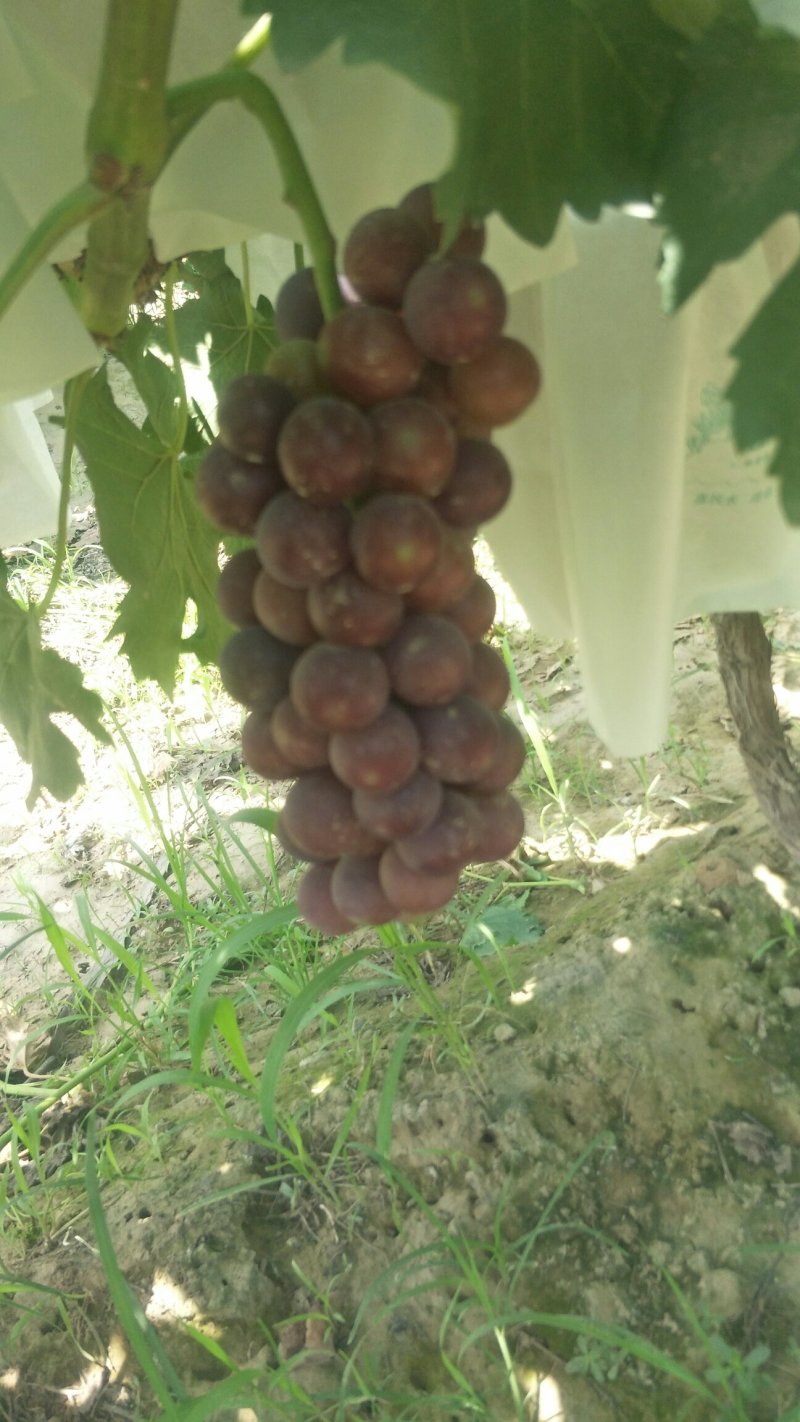 青提葡萄价格青提葡萄基地青提葡萄行情