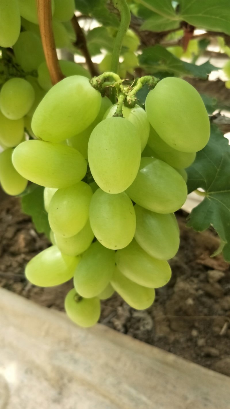 青提葡萄价格青提葡萄基地青提葡萄行情