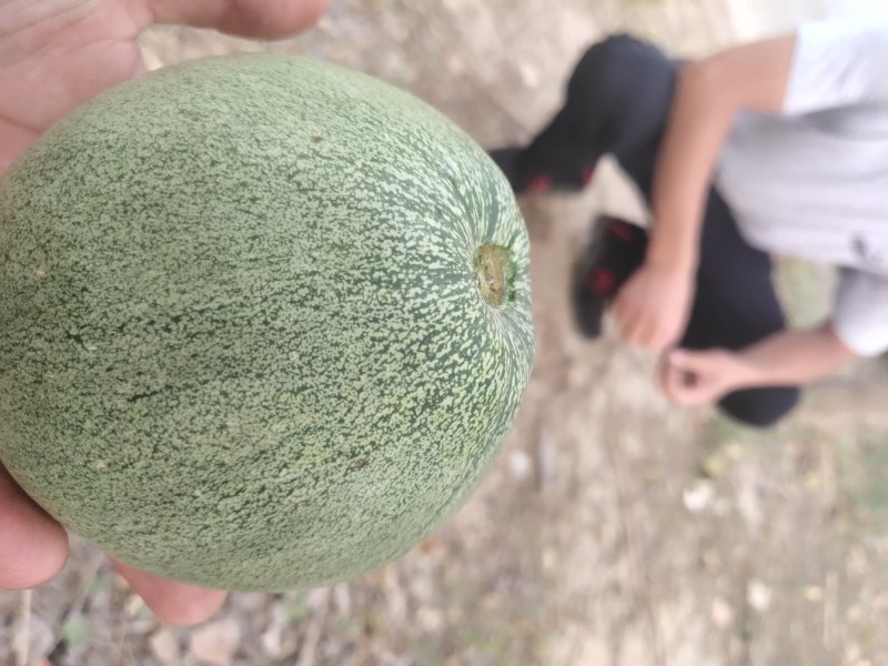 瓜果类