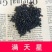 满天星花种子，直接可以下单包邮