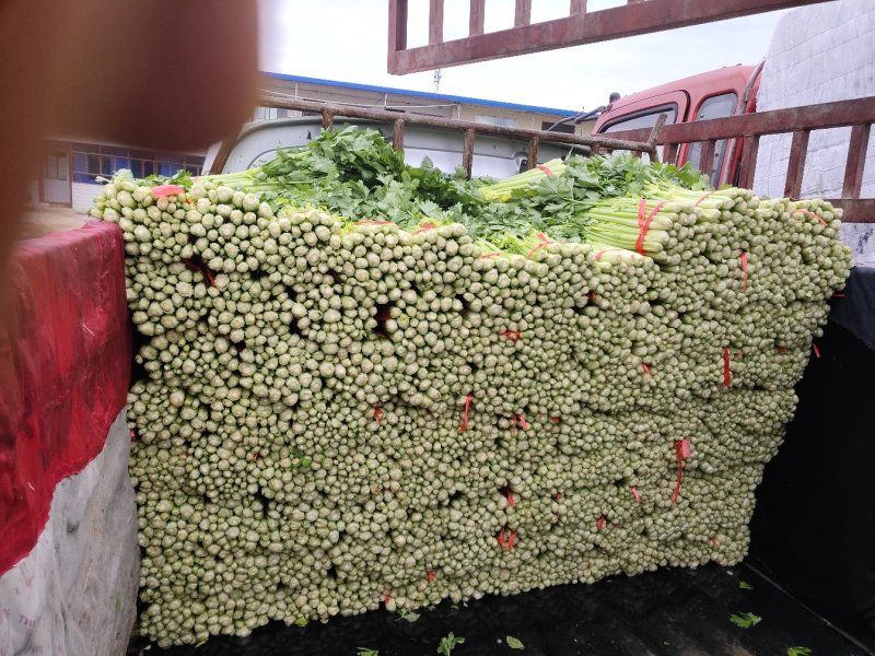 露地毛芹大量上市