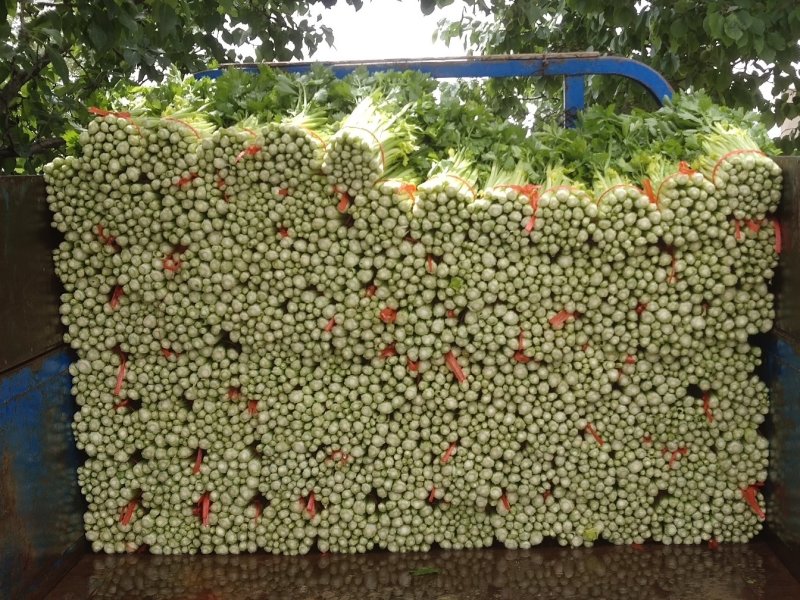 露地毛芹大量上市