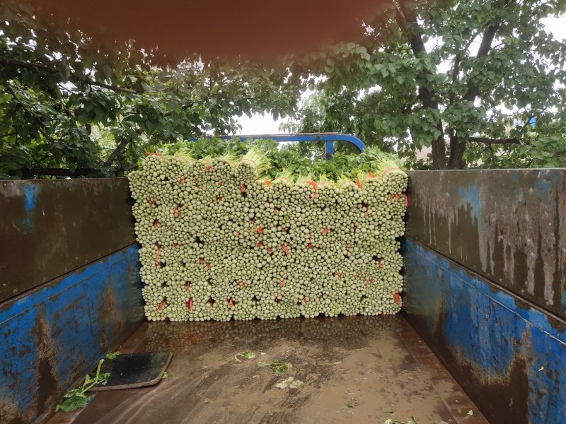 露地毛芹大量上市