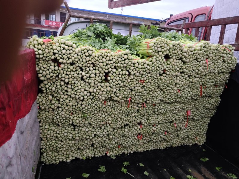 露地毛芹大量上市