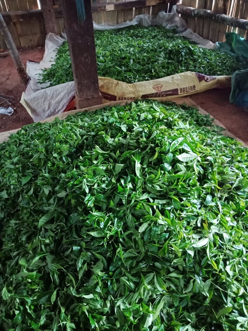 普洱茶（刮风寨小树茶）