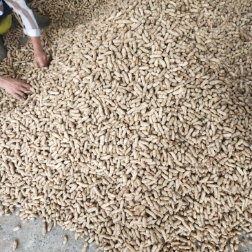 颗粒饱满新鲜果四粒红米花生手工选果