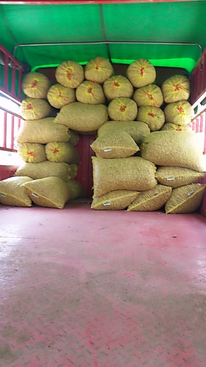颗粒饱满新鲜果四粒红米花生手工选果
