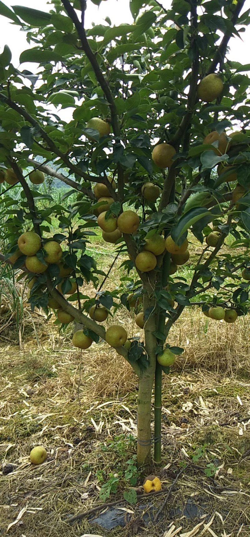 供应桂花梨